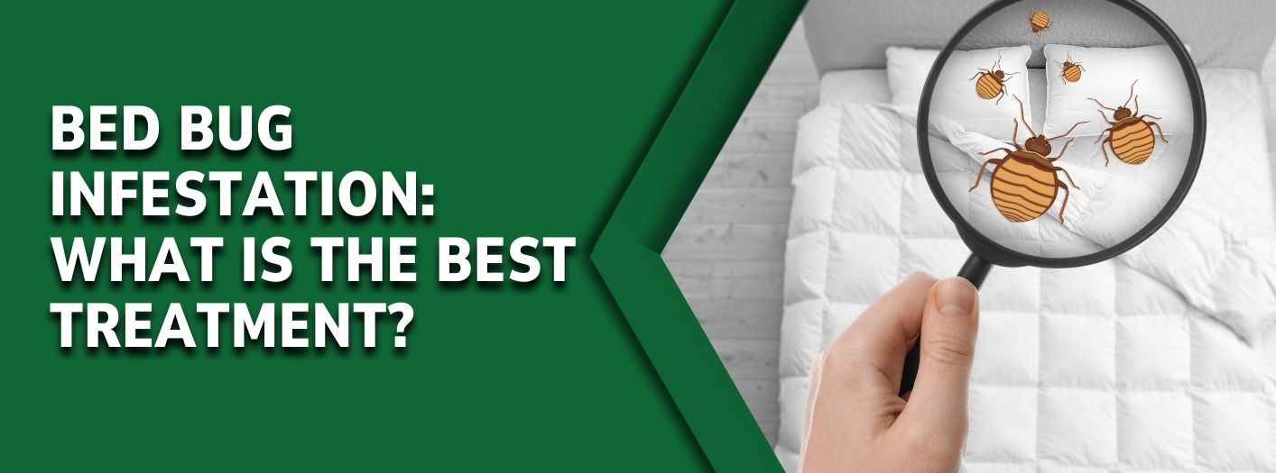 Curated visual reference: What Is The Best Treatment For Bed Bug Infestation Photo Inspiration