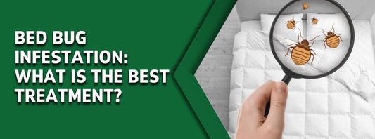 What is the best treatment for bed bug infestation?